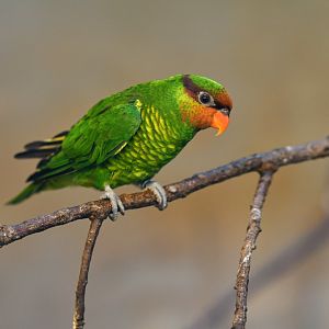 Mindanao lorikeet Saudareos johnstoniae