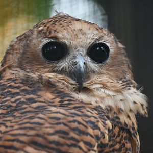 Pel's fishing owl Scotopelia peli
