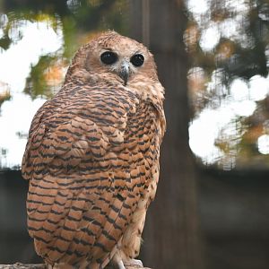 Pel's fishing owl Scotopelia peli
