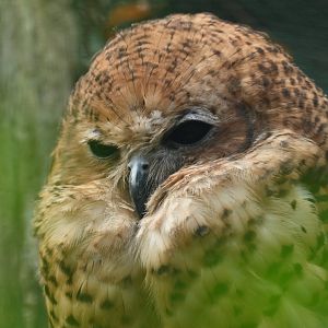 Pel's fishing owl Scotopelia peli
