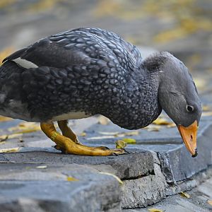 Magellanic steamerduck Tachyeres pteneres
