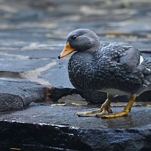 Magellanic steamerduck Tachyeres pteneres