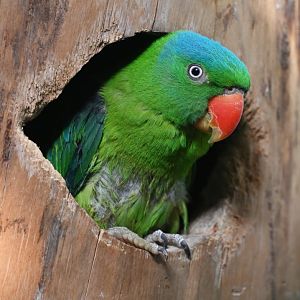Blue-naped parrot Tanygnathus lucionensis