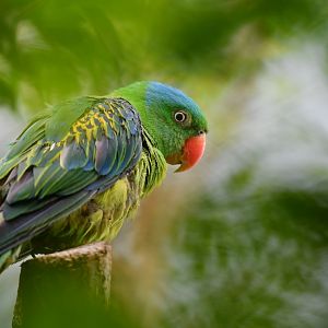 Blue-naped parrot Tanygnathus lucionensis