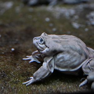 Titicaca frog Telmatobius culeus