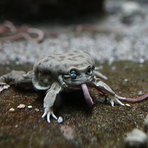 Titicaca frog Telmatobius culeus