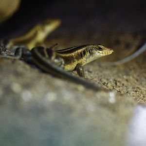 Trachylepis margaritifer