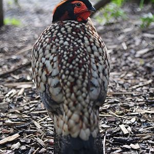 Cabot tragopan Tragopan caboti