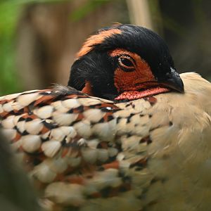 Cabot tragopan Tragopan caboti
