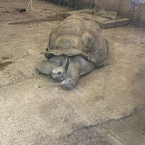 Galapagos giant tortoise