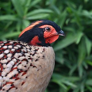 Cabot tragopan Tragopan caboti