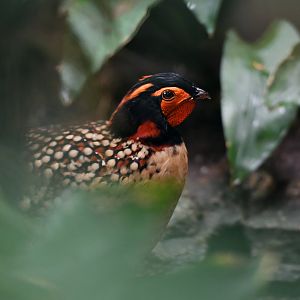 Cabot tragopan Tragopan caboti