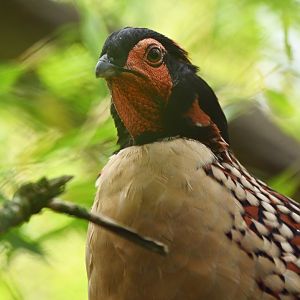 Cabot tragopan Tragopan caboti