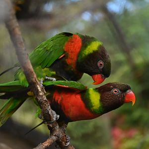 Forsten lorikeet Trichoglossus forsteni