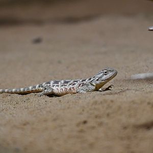Trapelus sanguinolentus