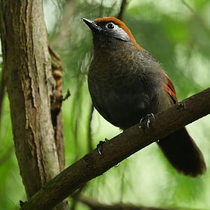 Red-tailed laughingthrush Trochalopteron milnei