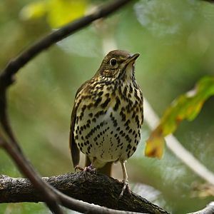 Eurasian Song thrush Turdus philomelos