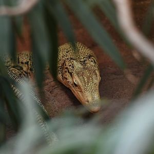 Quince monitor Varanus melinus