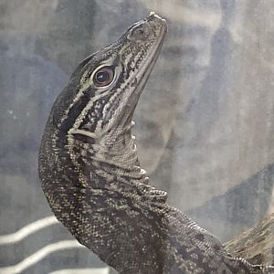 Gould’s monitor close up