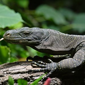 Crocodile monitor Varanus salvadorii