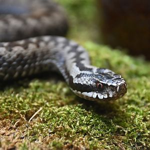 Northern viper Vipera berus
