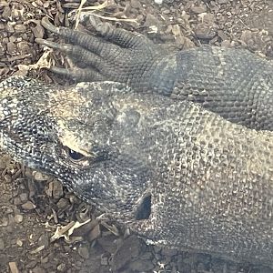 Komodo dragon close up