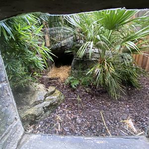 Small view of clouded leopard enclosure