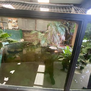 Slender-snouted crocodile enclosure