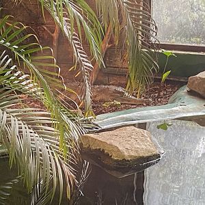 Slender-snouted crocodile