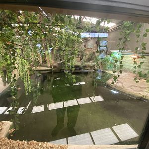 Black caiman enclosure