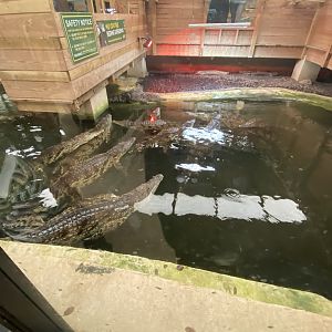 Half of Nile crocodile enclosure
