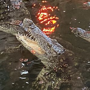 Nile crocodile close up 1