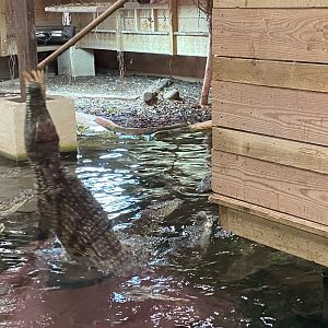 Nile crocodile image 1