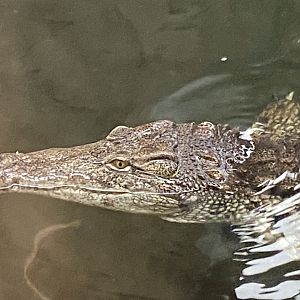 Nile crocodile close up 2