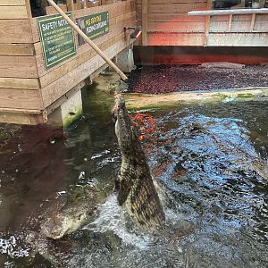 Nile crocodile image 2