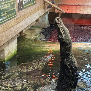 Nile crocodile image 3