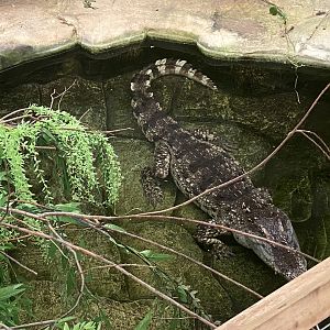 Siamese crocodile
