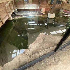 2nd half of Nile crocodile enclosure