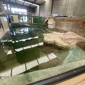 Cuban crocodile enclosure