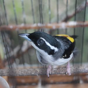 Pied shrike-babbler (Pteruthius flaviscapis)