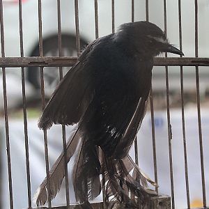 Malayan white-throated fantail (Rhipidura albicollis atrata)