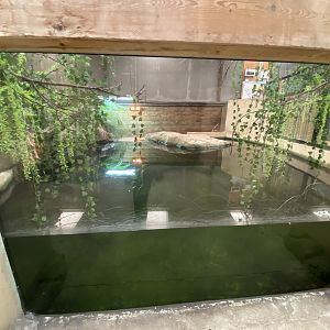2nd view of Cuban crocodile enclosure
