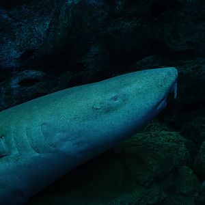 Tawny nurse shark (Nebrius ferrugineus)