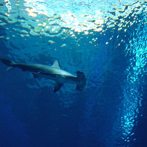 Scalloped hammerhead shark (Sphyrna lewini)