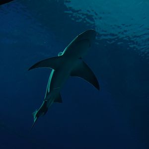 Grey reef shark (?) (Carcharhinus amblyrhynchos)