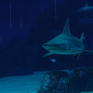Sandbar shark (Carcharhinus plumbeus)