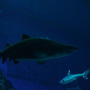 Sand tiger shark (Carcharias taurus