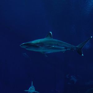 Silvertip reef shark (Carcharhinus albimarginatus)