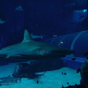 Blacktip shark (?) (Carcharhinus limbatus)