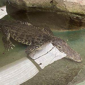 Cuban crocodile